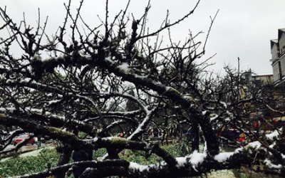 Đào Tết Sapa tàn lụi vì giá rét hoành hành