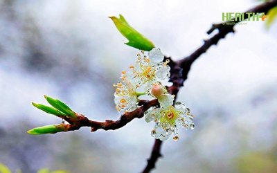 Lung linh cảnh sắc Mộc Châu sau trận mưa tuyết