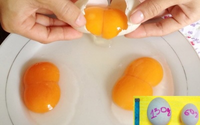Trứng hai lòng đỏ có thực sự bổ?
