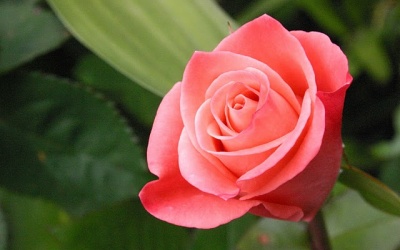 10 loại hoa chữa bệnh tốt hơn thuốc