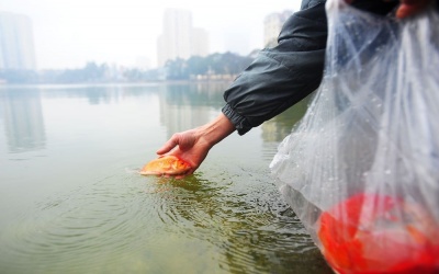 Thả cá chép tiễn ông Công ông Táo thế nào cho đúng?