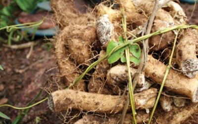 Pregnenolone có giúp làm chậm quá trình lão hóa?