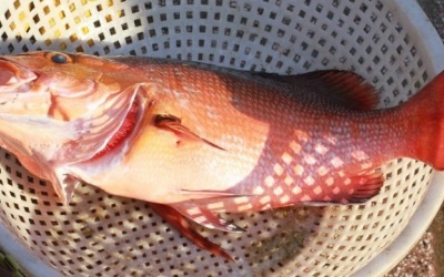 “Mổ xẻ” hàm lượng dinh dưỡng có trong cá hồng