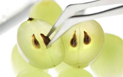 Chiết xuất hạt nho có lợi ích gì?