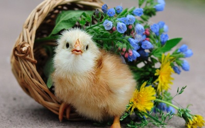 Tử vi 12 cung hoàng đạo thứ năm (10/3/2016)