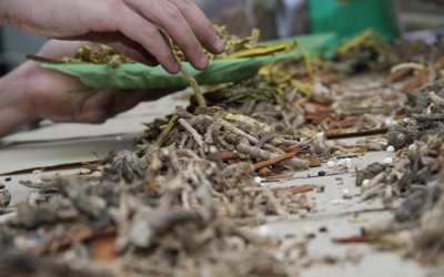 Mua thuốc Đông y dễ như “mua rau” ngoài chợ?