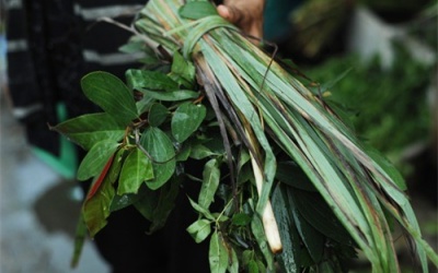 Dùng lá xông đúng cách để giải cảm hiệu quả