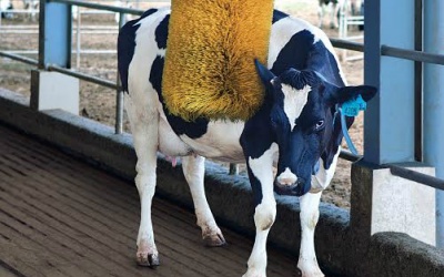 Sướng như... bò