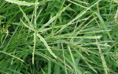 Dùng cỏ mần trầu: Mát gan, giải độc, khỏe tóc, đẹp da