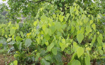 Tại sao rau bò khai Lạng Sơn có giá 50.000 đồng/kg?