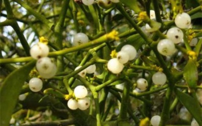 Cây tầm gửi: Thảo dược quý cho bệnh ung thư, mất ngủ