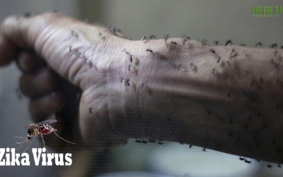 Video: Virus Zika xuất hiện ở Việt Nam nguy hiểm thế nào?