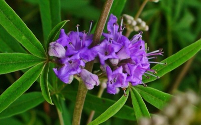 Thảo dược này liệu có tốt cho người bị hội chứng tiền kinh nguyệt?