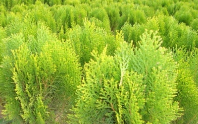 Trắc bách diệp: Thảo dược quý trong vườn cảnh