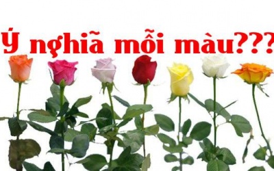 Bí mật ẩn chứa trong mỗi sắc màu hoa hồng