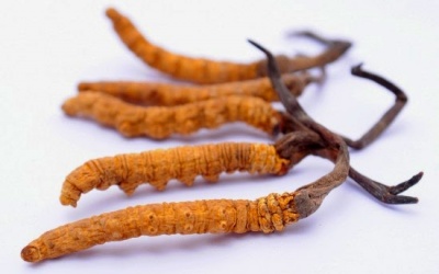 Khả năng điều chỉnh miễn dịch hai chiều của Đông trùng hạ thảo