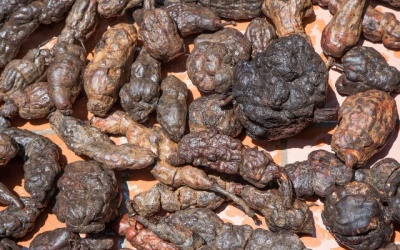 Hà thủ ô – Thảo dược quý đẩy lùi lão hóa