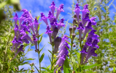 Khám phá mới: Hoàng cầm chứa hợp chất chống ung thư