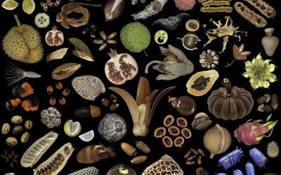 6 loại hạt trái cây cực tốt cho sức khỏe