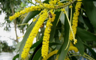 Tinh dầu tràm: Kháng khuẩn, trị mụn, trị gàu