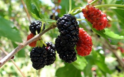 Lợi ích sức khỏe không thể ngờ của dâu tằm