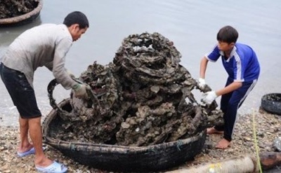 Ăn hàu nuôi trong lốp xe có thể bị ngộ độc