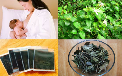 Uống chè vằng sau sinh không lợi sữa như các mẹ vẫn nghĩ