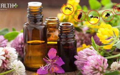 7 loại tinh dầu giúp đuổi côn trùng hiệu quả