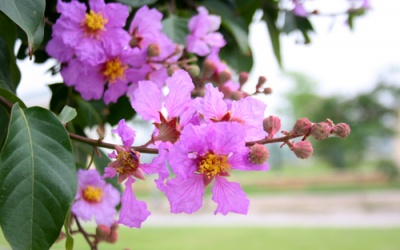 Lá bằng lăng có lợi ích gì cho sức khỏe?