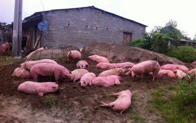 Lợn chết, thải loại tràn ngược về nội địa