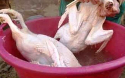 Nhựa thông nhổ lông gà, vịt “siêu nhanh” có độc hại?