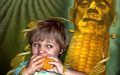 Thực phẩm biến đổi gene sẽ 'giết' bạn như thế nào?