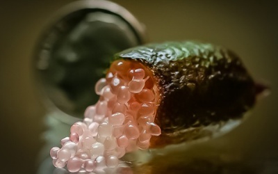 Có gì trong loại quả siêu đắt đỏ 3,5 triệu/kg?