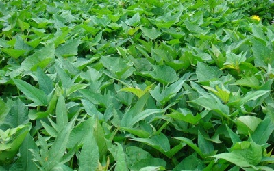 Tác dụng tuyệt vời từ rau khoai lang