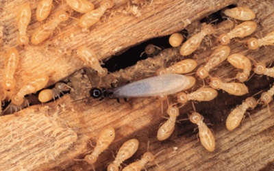 7 cách diệt mối mọt trong nhà an toàn