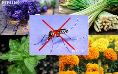 6 loại cây trồng trong nhà là 'khắc tinh' của muỗi