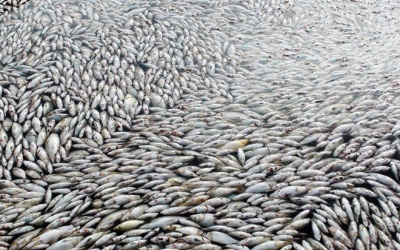 Những vụ cá chết hàng loạt ở Việt Nam gây chấn động dư luận!