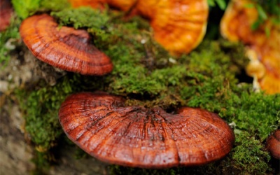 Người mỡ máu cao uống nấm linh chi có tốt không?