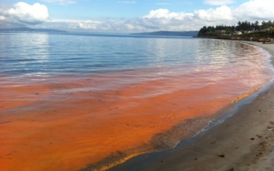Có nên đi bơi và ăn cá ở vùng có thủy triều đỏ?