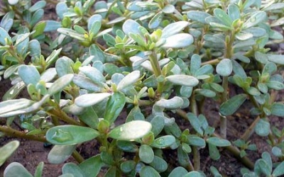 Rau dại này còn hơn cả một loại rau sạch