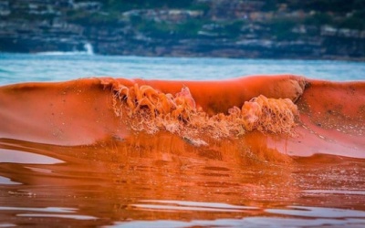 Thủy triều đỏ nguy hiểm như thế nào?