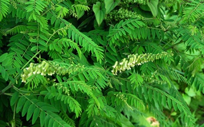 Vai trò của Khổ sâm trong điều trị rối loạn nhịp tim