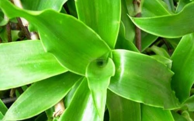  Những tác dụng vàng của cây lược vàng