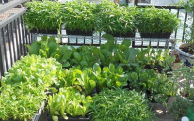 Rau tự trồng có an toàn không?