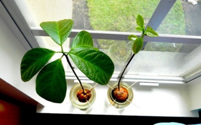 Chậu cây cảnh siêu dễ thương từ hạt quả bơ