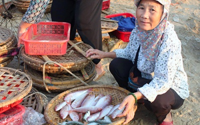 Hàm lượng kim loại nặng trong cá biển tại Hà Tĩnh ở ngưỡng cho phép