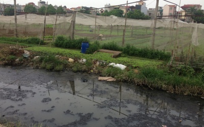 Rau an toàn bị mất niềm tin