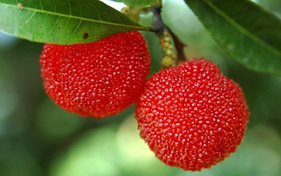 Thanh mai – món quà của mùa hè 