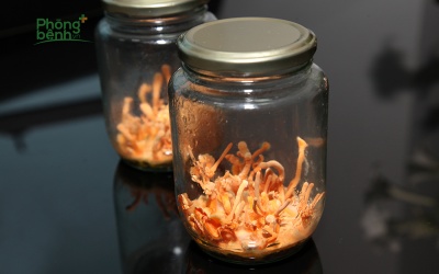 Vì sao Đông trùng Hạ thảo tốt cho người suy nhược, cần phục hồi sức khỏe?