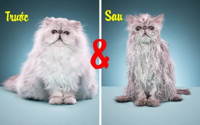 Loạt ảnh trước và sau khi tắm của thú cưng: Bỗng dưng 'bị' xấu!